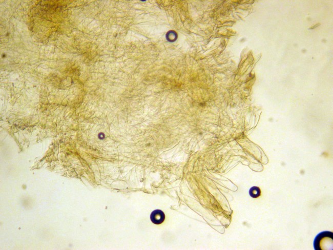 Pluteus secc. Hispidoderma (cfr. P. semibulbosus)